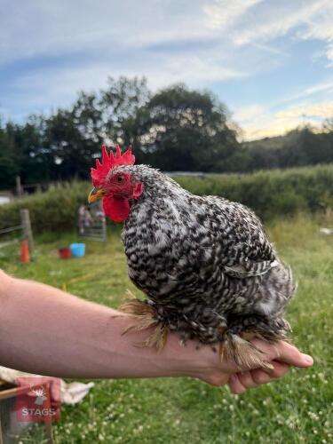 4MO CUCKOO PEKIN COCKEREL