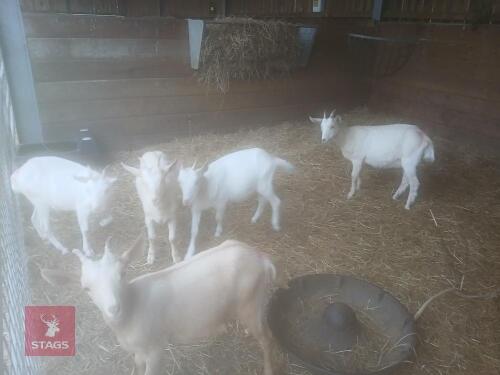 5 X 4MO GOLDEN GUERNSEY X DOELING KIDS BIDS PER LIFE