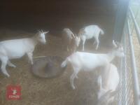 5 X 4MO GOLDEN GUERNSEY X DOELING KIDS BIDS PER LIFE - 2