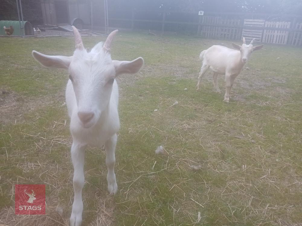 2 X 4MO GOLDEN GUERNSEY X WETHER GOATS BIDS PER LIFE