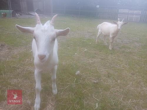 2 X 4MO GOLDEN GUERNSEY X WETHER GOATS BIDS PER LIFE