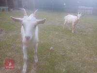 2 X 4MO GOLDEN GUERNSEY X WETHER GOATS BIDS PER LIFE