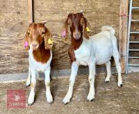 2 X 5MO BOER WETHER GOATS BIDS PER LIFE