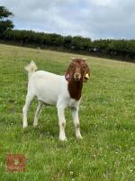 2 X 5MO BOER WETHER GOATS BIDS PER LIFE - 2