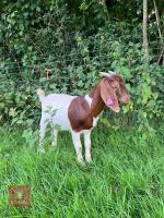 2 X 5MO BOER WETHER GOATS BIDS PER LIFE - 3