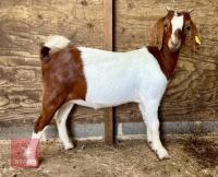 2 BOER GOAT KIDS BIDS PER LIFE