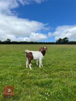 2 BOER GOAT KIDS BIDS PER LIFE - 3
