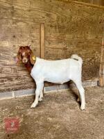 2 BOER GOAT KIDS BIDS PER LIFE - 4
