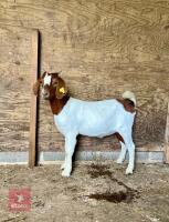 2 BOER GOAT KIDS BIDS PER LIFE - 5