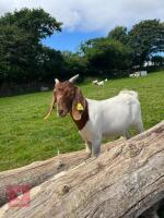 2 BOER GOAT KIDS BIDS PER LIFE - 6