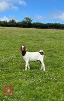 2 BOER GOAT KIDS BIDS PER LIFE - 7