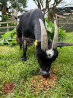 6YO PYGMY NANNY GOAT - 2