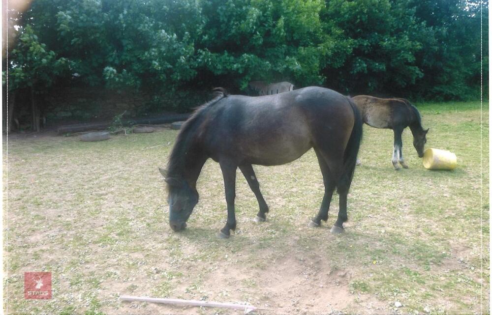 2YO BAY FILLY
