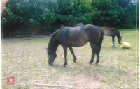 2YO BAY FILLY