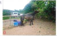 2YO BAY FILLY - 2