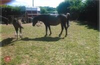 2YO BAY FILLY - 5
