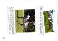 2YO BAY FILLY - 7