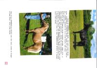 2YO BAY FILLY - 8