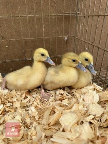 3 MUSCOVY DUCKLINGS BIDS PER LIFE