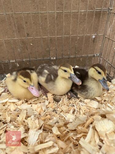 3 MUSCOVY DUCKLINGS BIDS PER LIFE