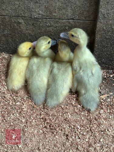 4 MUSCOVY DUCKLINGS BIDS PER LIFE