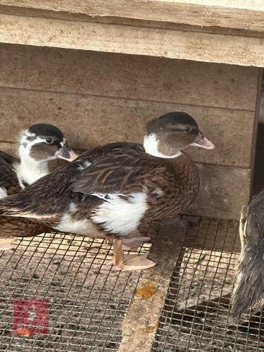 MALE PIED CALL DUCK