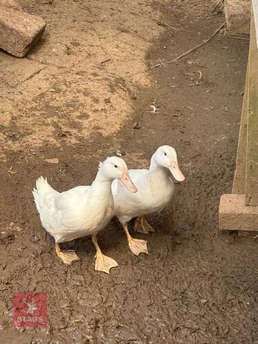 2 FEMALE CHERRY VALLEY DUCKS BIDS PER LIFE