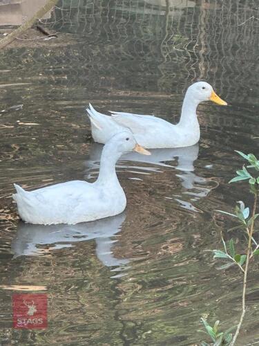 10MO MALE CHERRY VALLEY DUCK