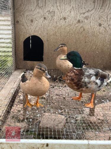 TRIO OF YELLOW BELLY CULL DUCKS BIDS PER LIFE