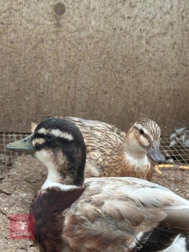 PAIR OF BLUE FAWN CULL DUCKS BIDS PER LIFE