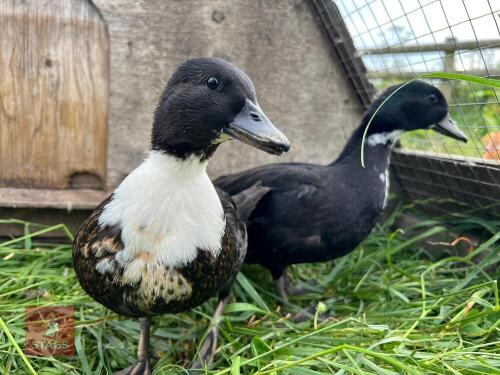 PAIR OF BLACK BIBBED CALL DUCKS BIDS PER LIFE