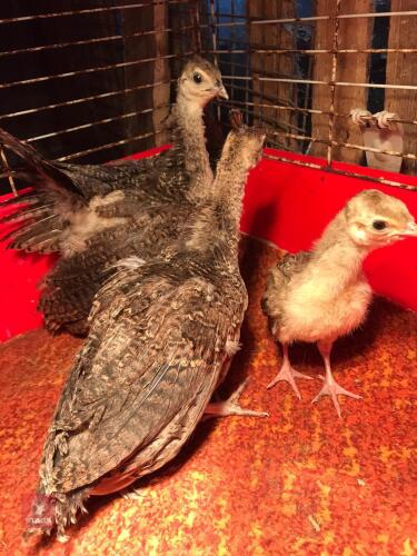 4 PEAFOWL BIDS PER LIFE