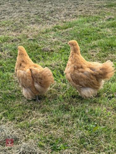 2 BUFF ORPINGTON HENS BIDS PER LIFE