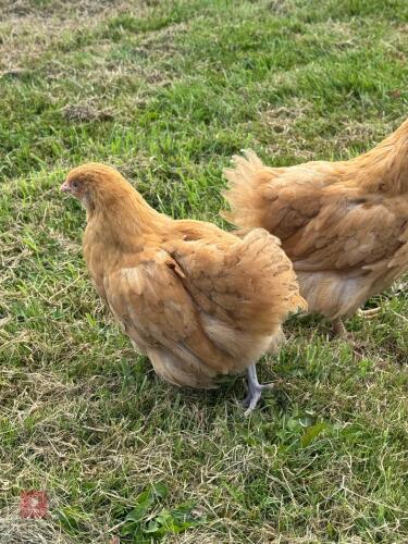 2 BUFF ORPINGTON HENS BIDS PER LIFE