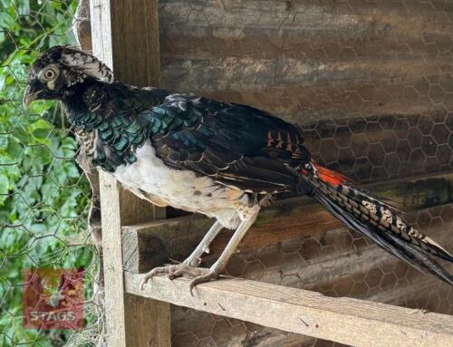 1YO LADY AMHERST COCK PHEASANT