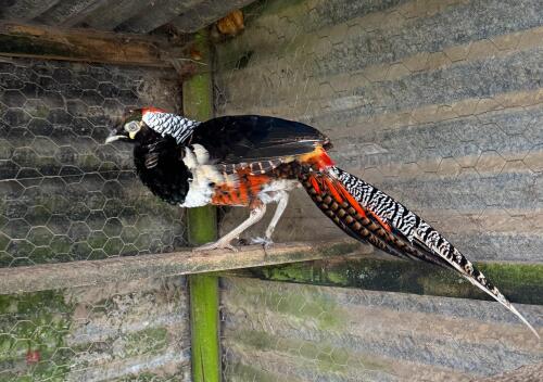 1YO LADY AMHERST COCK PHEASANT