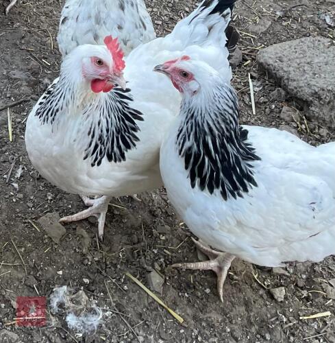 3 LIGHT SUSSEX PULLETS BIDS PER LIFE