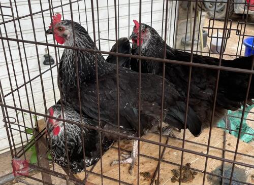 2 SILVER SUSSEX PULLETS BIDS PER LIFE
