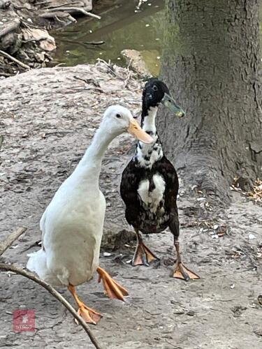 PAIR OF PUREBRED RUNNER DUCKS BIDS PER LIFE