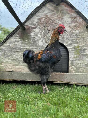 PAIR OF FRENCH COPPER BLACK MARAN BIDS PER LIFE
