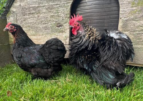 PAIR OF PEKINS