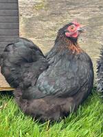 PAIR OF PEKINS - 2