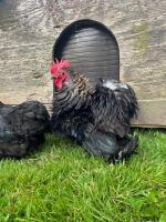 PAIR OF PEKINS - 3