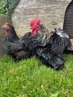 PAIR OF PEKINS - 5