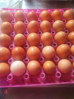 3 GOLDLINE HENS - 2