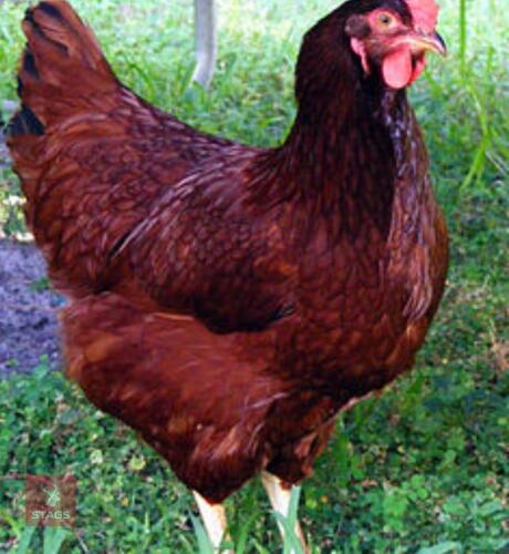 2 UTILITY RHODE ISLAND RED HENS BIDS PER LIFE