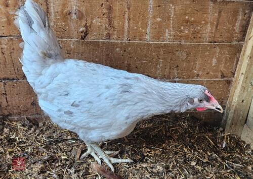 2 LAVENDER SPLASH PULLETS BIDS PER LIFE