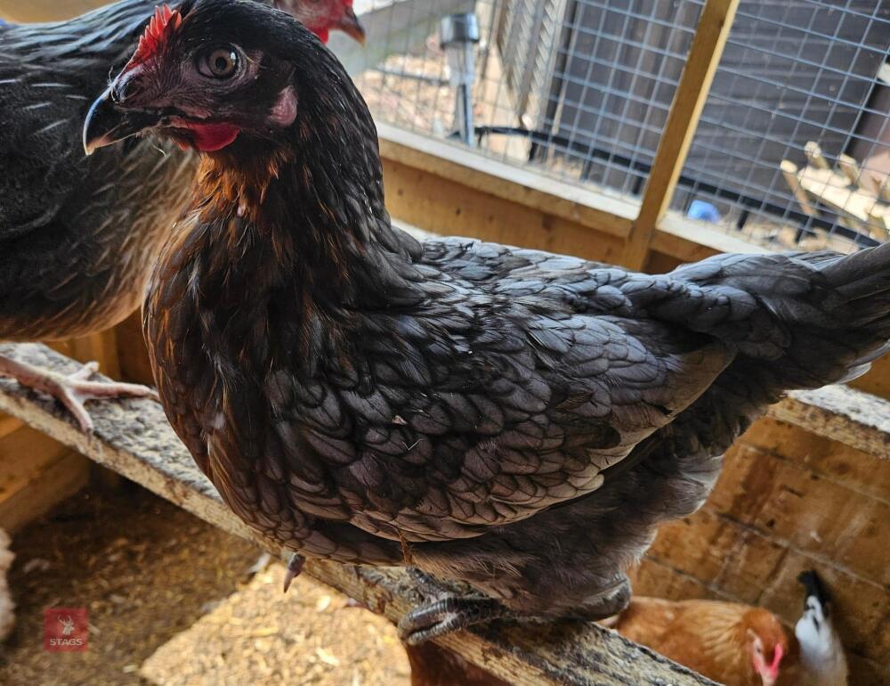 2 BLUE MARAN HENS BIDS PER LIFE