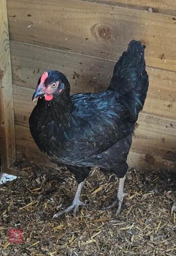 2 RHODE ROCK HENS BIDS PER LIFE
