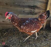 2 MOTTLED PULLETS BIDS PER LIFE